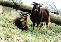 soay-schapen bij een omgevallen boom